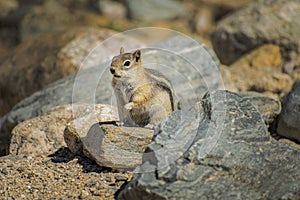 Small Chipmunk Perched on Rock photo